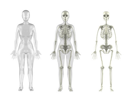 Human skeletal woman Human skeletal woman