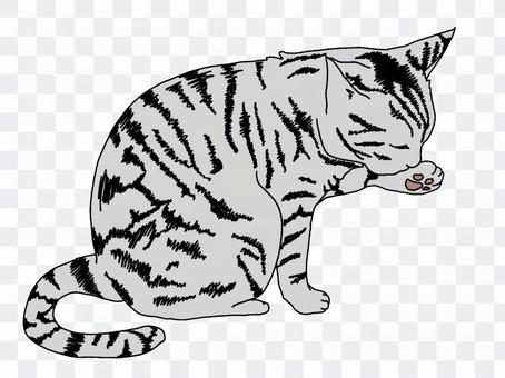 Mackerel tabby cat grooming Mackerel tabby cat grooming