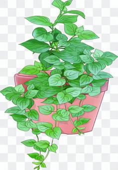 Foliage plant Foliage plant