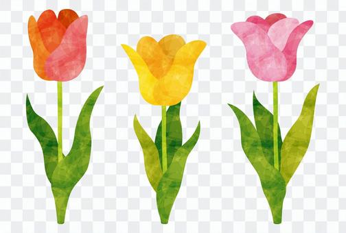 Spring / Tulip Spring / Tulip