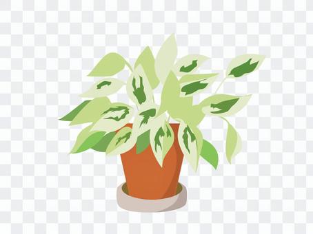 Foliage plant Foliage plant