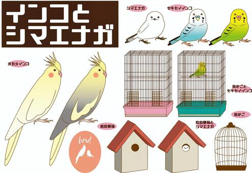 インコ、シマエナガ(小鳥いろいろ) インコ、シマエナガ(小鳥いろいろ)