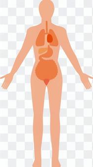 Anatomical diagram whole body Anatomical diagram whole body