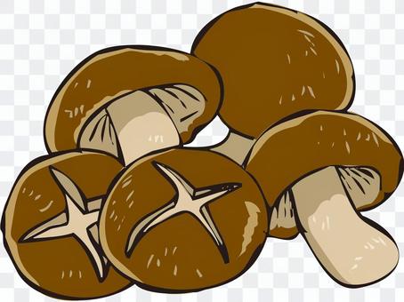 Shiitake mushroom Shiitake mushroom