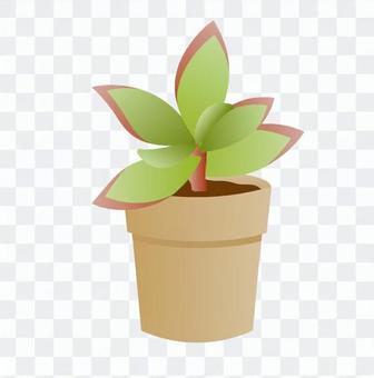 Foliage plant Foliage plant