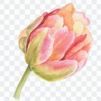 Tulip 3 - Pink with a little Guri Tulip 3 - Pink with a little Guri