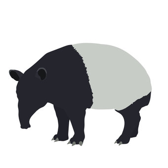Malayan tapir Malayan tapir
