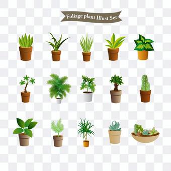 Foliage plant Foliage plant