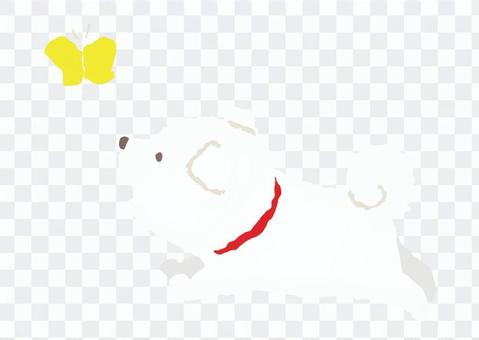 White puppy - Taking scene White puppy - Taking scene