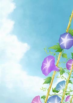 Morning glory and summer sky Morning glory and summer sky