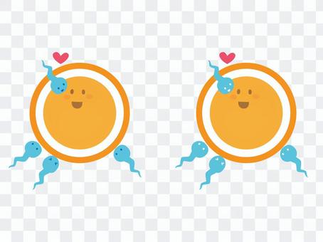 Cute fertilized eggs Cute fertilized eggs