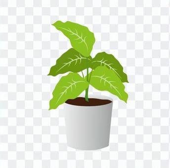 Foliage plant Foliage plant