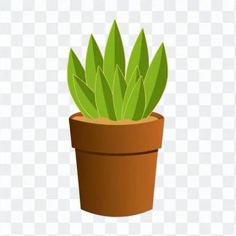 Foliage plant Foliage plant