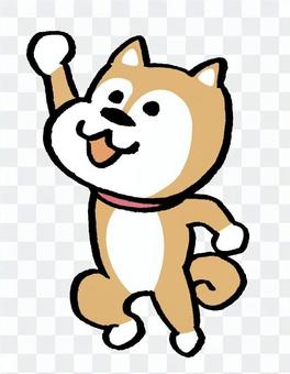 Shiba Inu jump Shiba Inu jump
