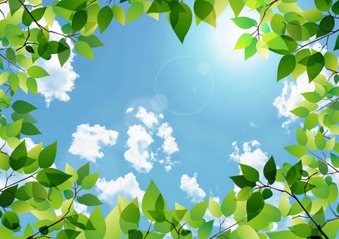 Fresh green and blue sky Fresh green and blue sky