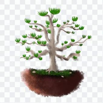Potted plant Potted plant
