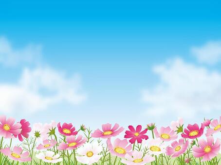 Blue sky background with cosmos field and cloud 02 Blue sky background with cosmos field and cloud 02