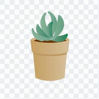 Foliage plant Foliage plant