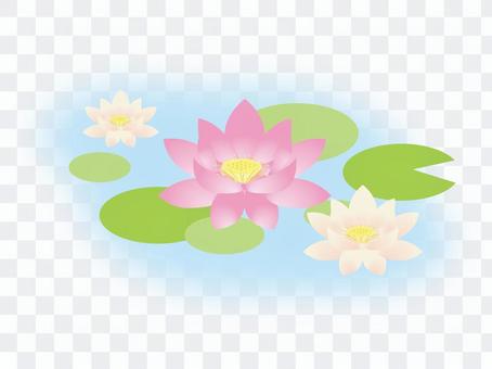 莲花 莲花
