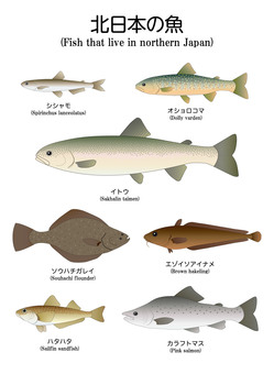 Northern Japan fish Northern Japan fish