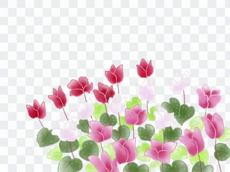 Cyclamen colorful Cyclamen colorful