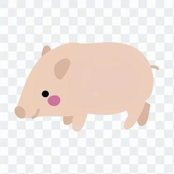 Miniature swine Miniature swine
