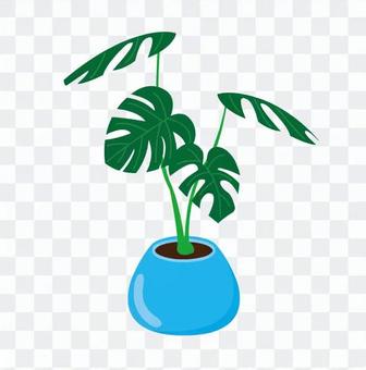 Foliage plant Foliage plant