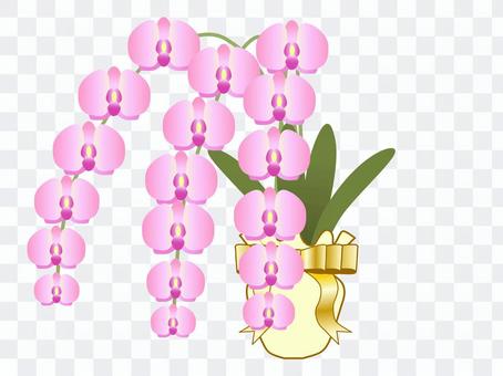 Phalaenopsis orchid mushroom Phalaenopsis orchid mushroom