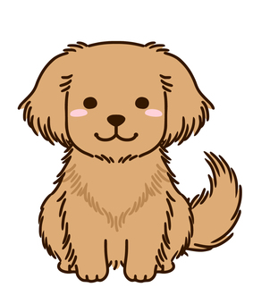 Golden retriever Golden retriever