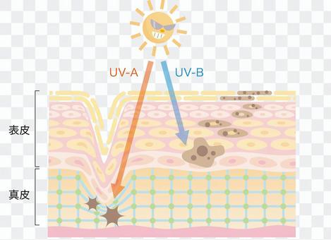Influence of skin _ ultraviolet ray _ cross section Influence of skin _ ultraviolet ray _ cross section