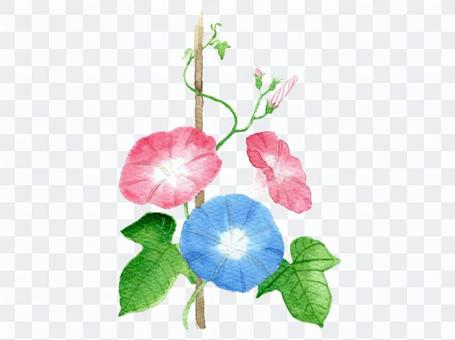 Illustration material of morning glory drawn in watercolor Illustration material of morning glory drawn in watercolor