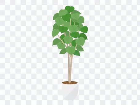 Foliage plant Foliage plant