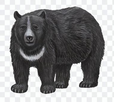 Asiatic black bear Asiatic black bear
