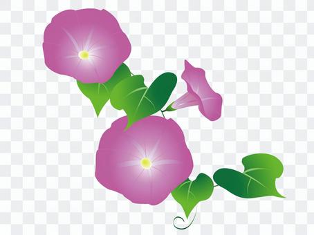 morning glory morning glory