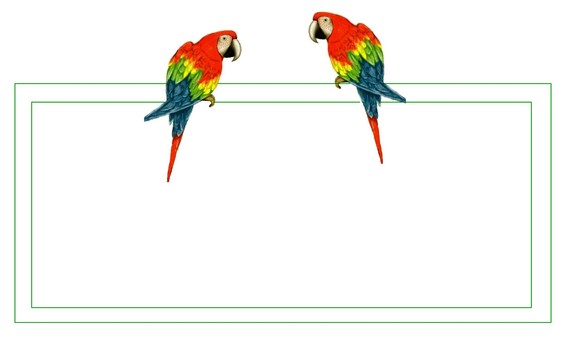 Bird parrot frame Bird parrot frame