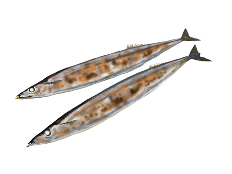 Grilled saury Grilled saury