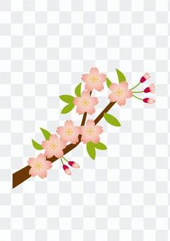 Cherry branch Cherry branch