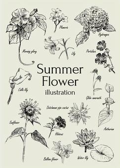 Summer flower illustration Summer flower illustration