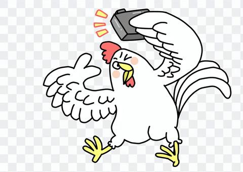 Self-filming chicken Self-filming chicken