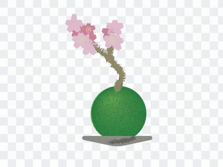 Cherry blossom moss ball Cherry blossom moss ball