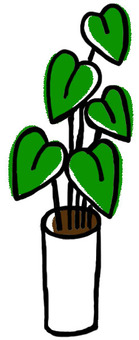 Foliage plant Foliage plant
