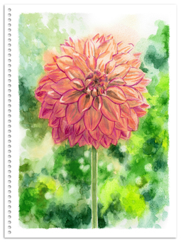 Analog watercolor pompom blooming dahlia pink Analog watercolor pompom blooming dahlia pink