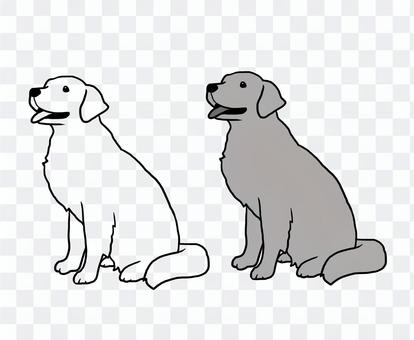 Golden retriever Golden retriever