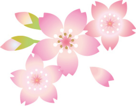 Cherry Blossom Cherry Blossom