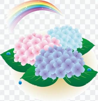 A hydrangea and a rainbow A hydrangea and a rainbow