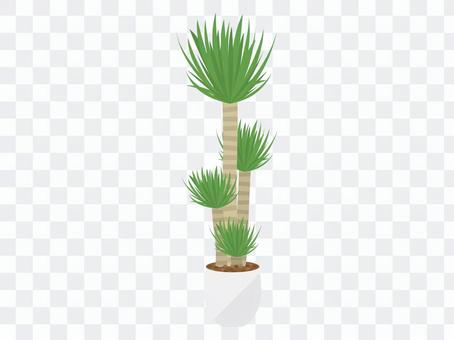 Foliage plant Foliage plant
