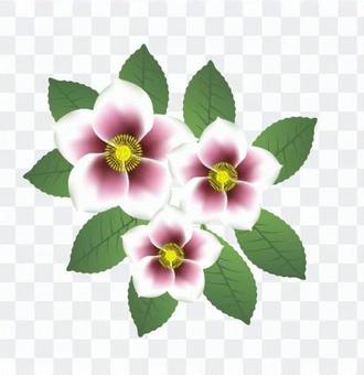 Christmas rose illustration Christmas rose illustration