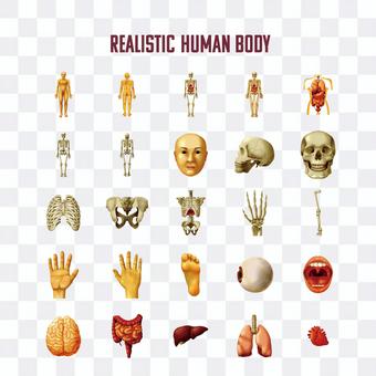 Human body illustration Human body illustration