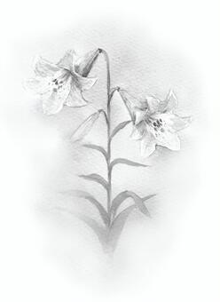 White lily white ink White lily white ink