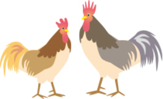 Chicken illustration Chicken illustration